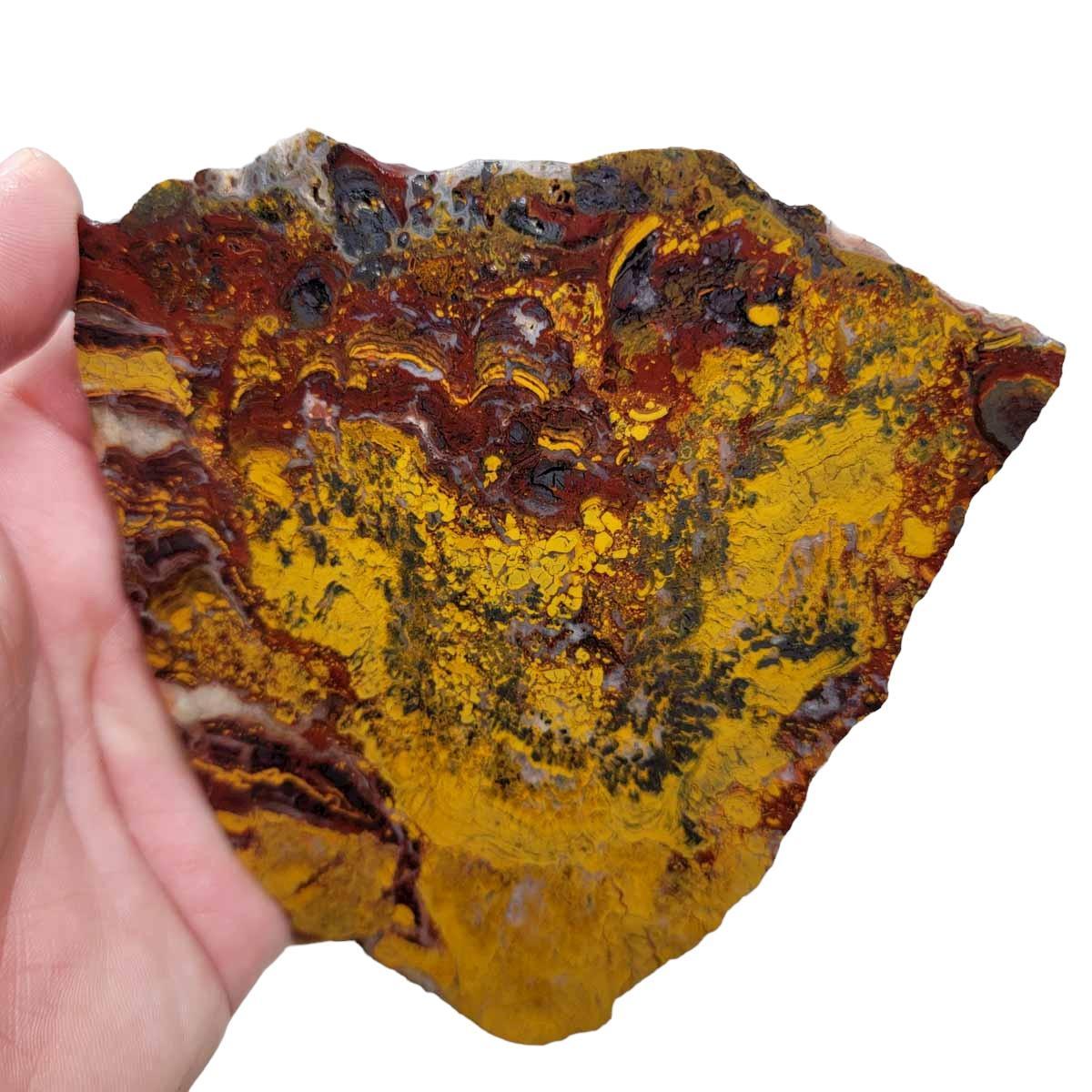 Apple Valley Jasper Slab! Fossil Stromatolite Slab! - LapidaryCentral