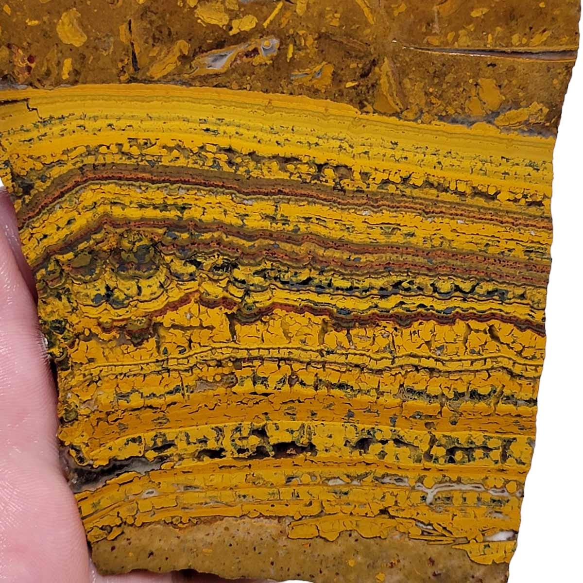 Apple Valley Jasper Slab! Fossil Stromatolite Slab! - Lapidary Central