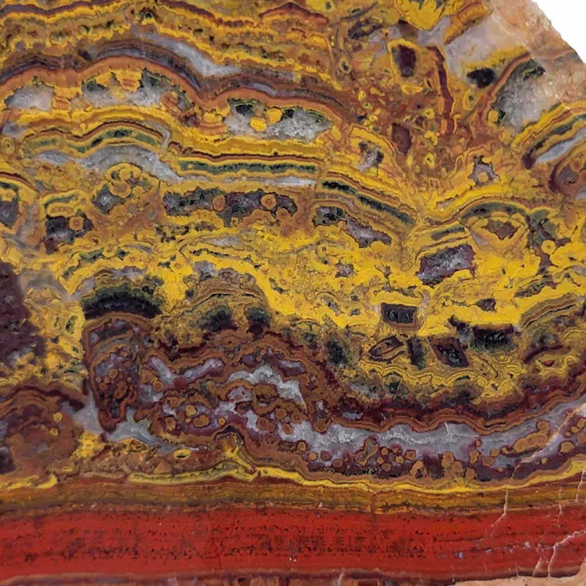 Apple Valley Jasper Slab!  Fossil Stromatolite Slab! - LapidaryCentral