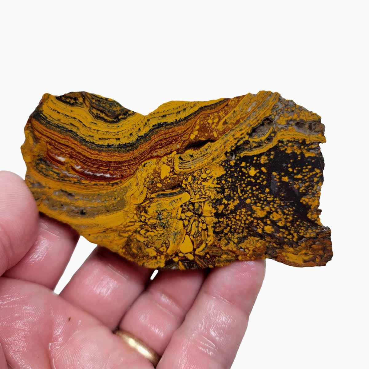 Apple Valley Jasper Slab!  Fossil Stromatolite Slab! - LapidaryCentral