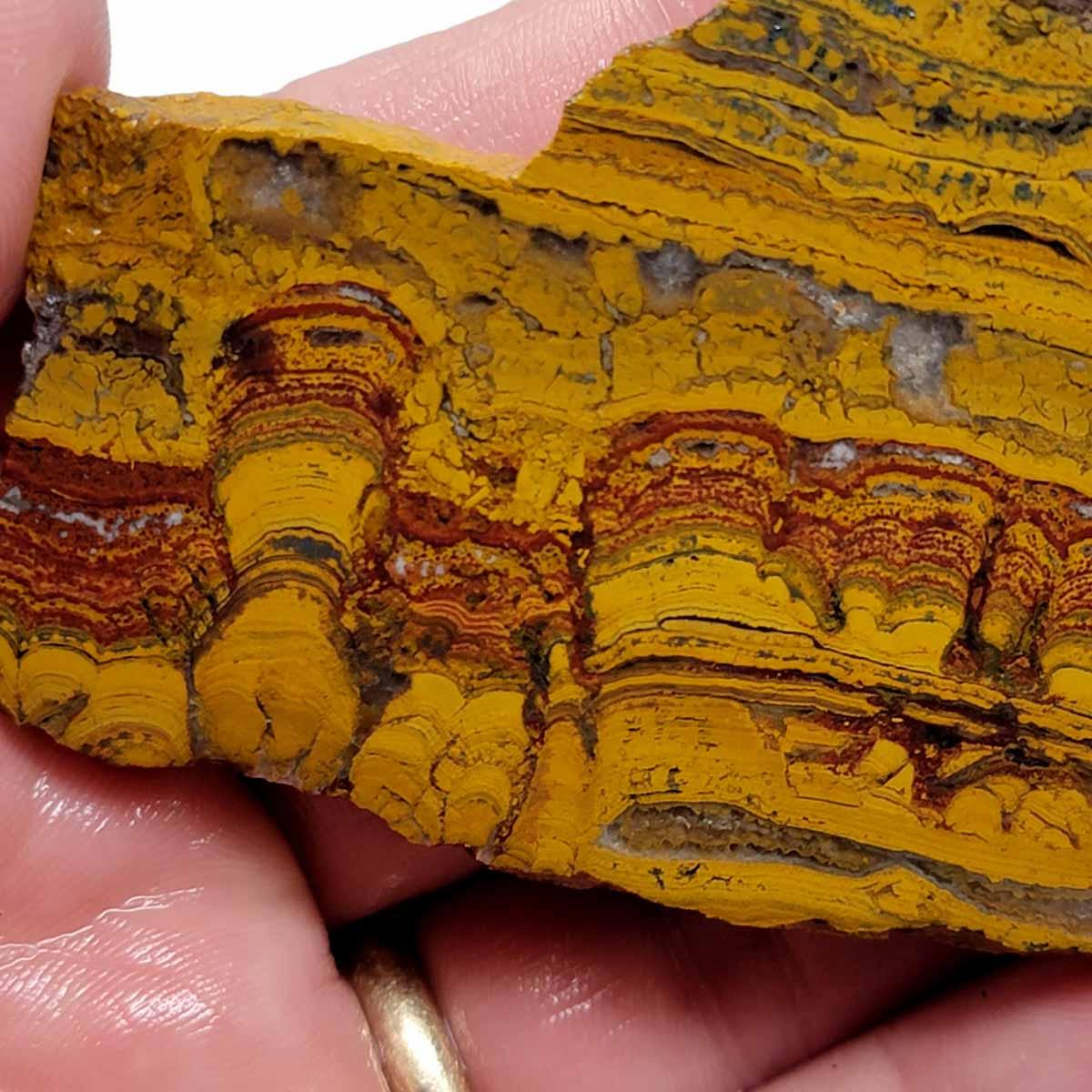 Apple Valley Jasper Slab! Fossil Stromatolite Slab! - LapidaryCentral
