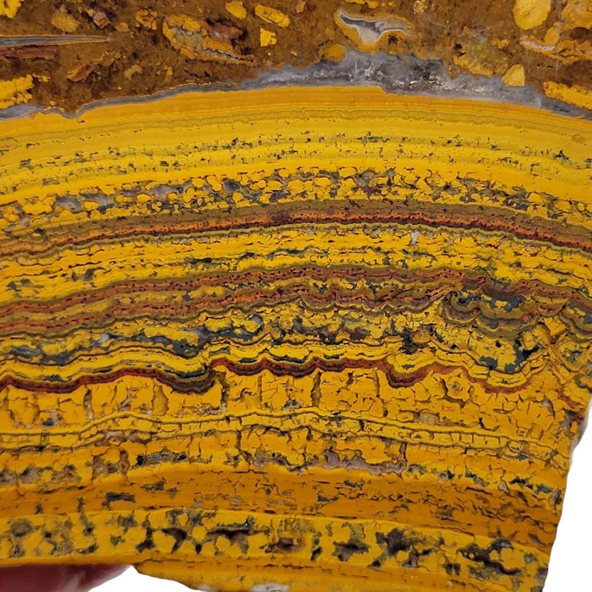 Apple Valley Jasper Slab! Fossil Stromatolite Slab! - Lapidary Central