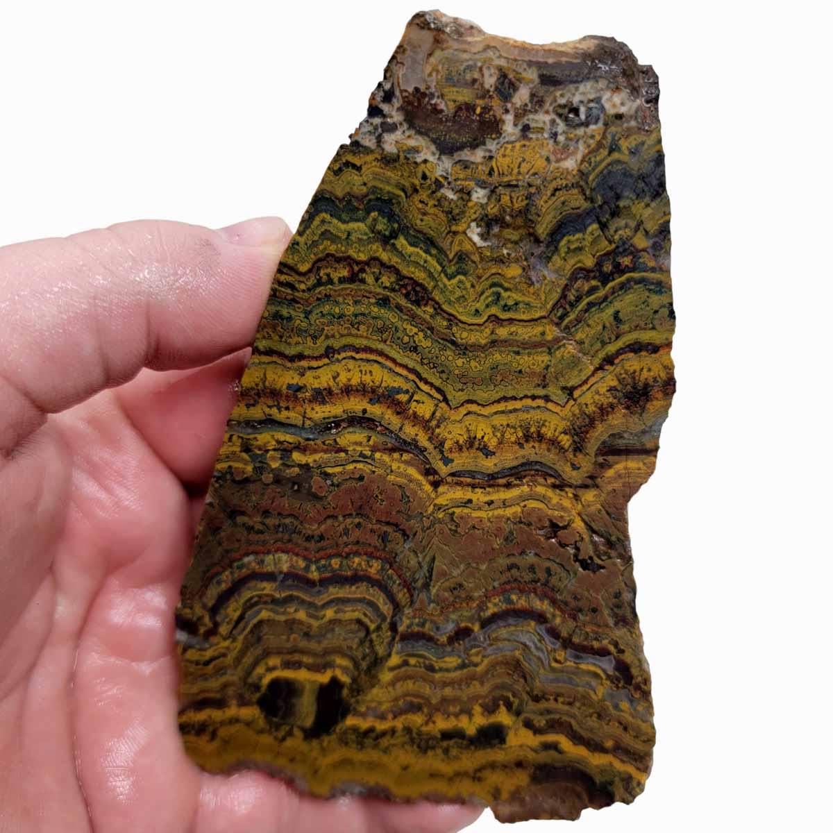 Apple Valley Jasper Slab! Fossil Stromatolite Slab! - LapidaryCentral