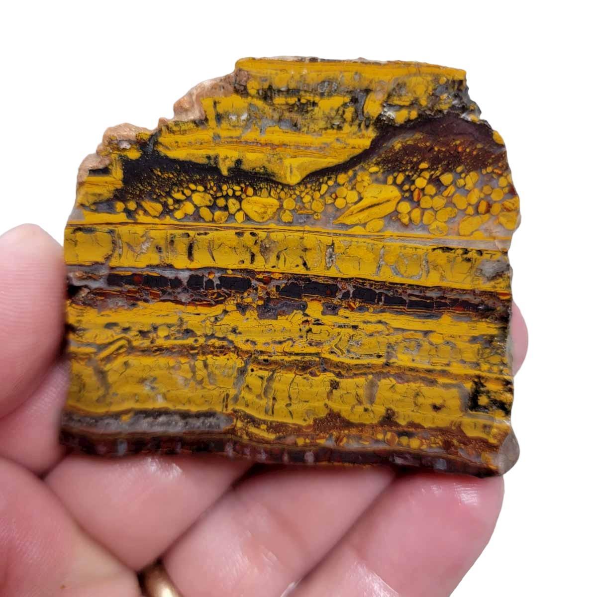 Apple Valley Jasper Slab! Fossil Stromatolite Slab! - LapidaryCentral