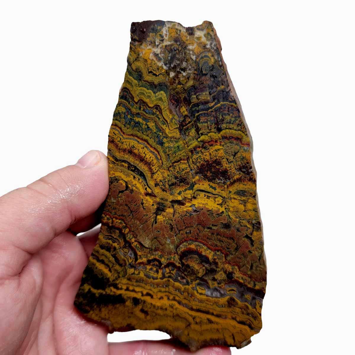 Apple Valley Jasper Slab! Fossil Stromatolite Slab! - LapidaryCentral