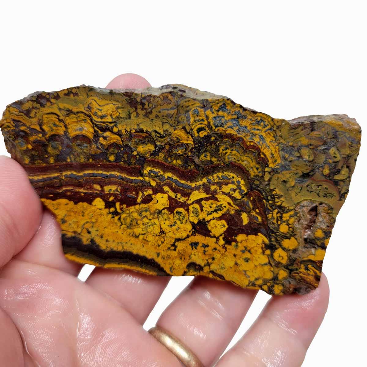 Apple Valley Jasper Slab! Fossil Stromatolite Slab! - LapidaryCentral
