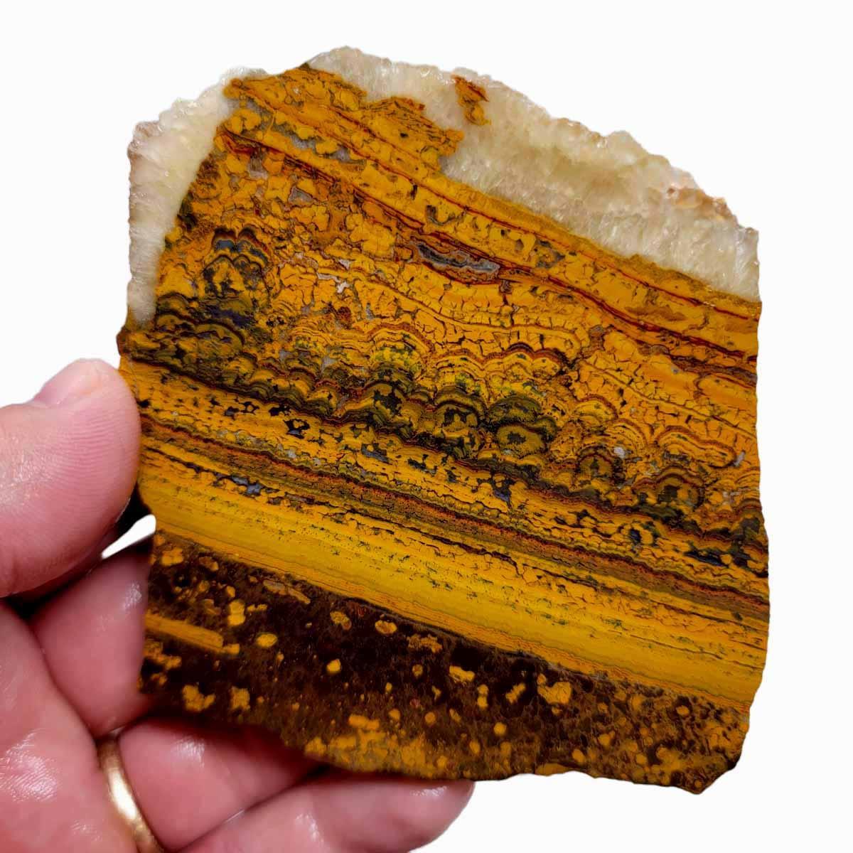 Apple Valley Jasper Slab! Fossil Stromatolite Slab! - LapidaryCentral