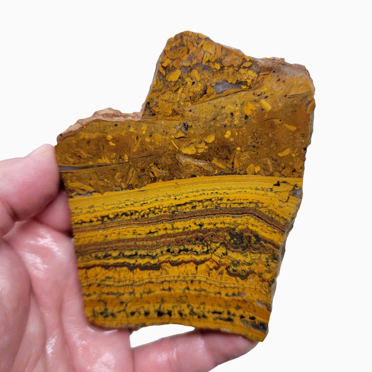 Apple Valley Jasper Slab!  Fossil Stromatolite Slab! - LapidaryCentral