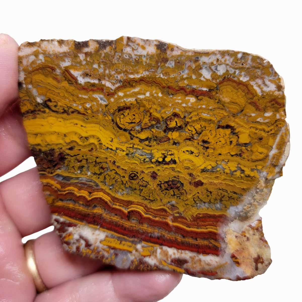 Apple Valley Jasper Slab! Fossil Stromatolite Slab! - LapidaryCentral