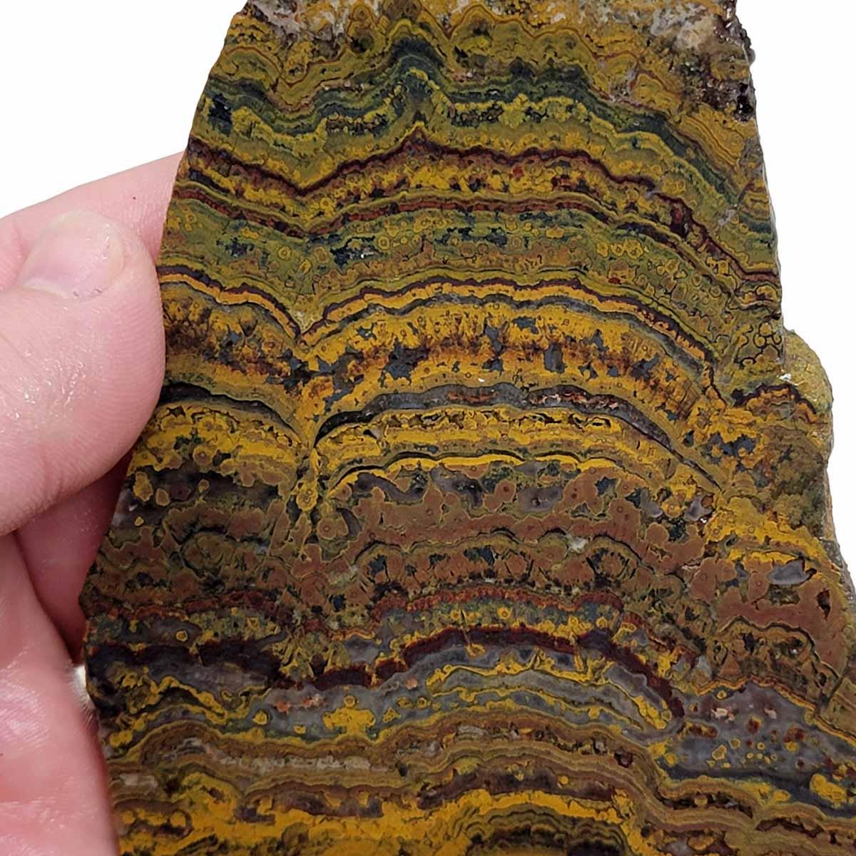 Apple Valley Jasper Slab! Fossil Stromatolite Slab! - LapidaryCentral