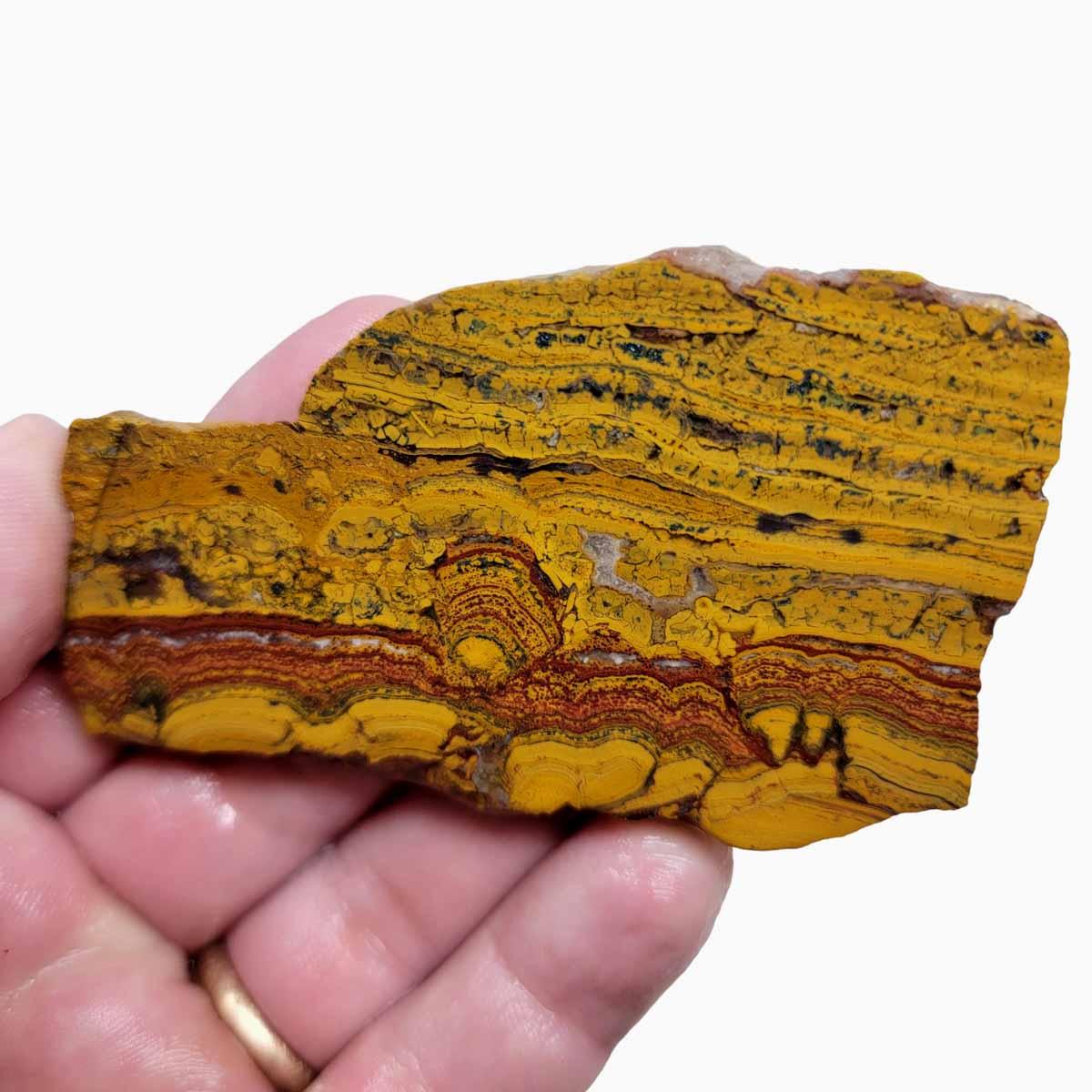 Apple Valley Jasper Slab! Fossil Stromatolite Slab! - LapidaryCentral