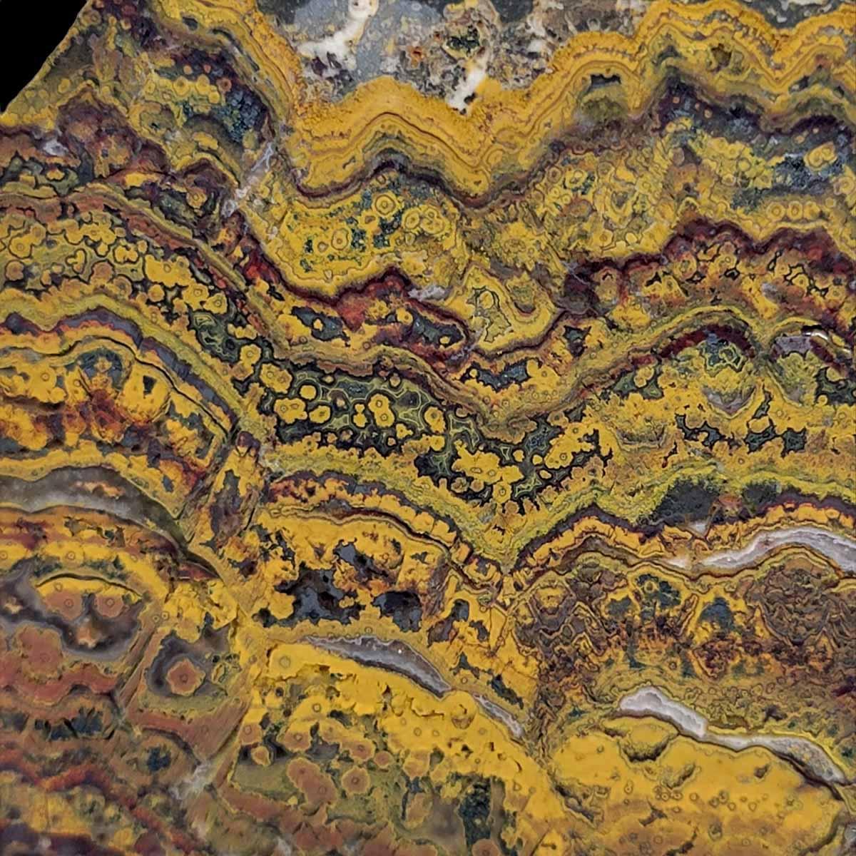 Apple Valley Jasper Slab! Fossil Stromatolite Slab! - LapidaryCentral