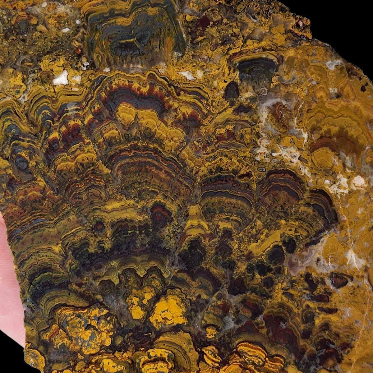 Apple Valley Jasper Slab! Fossil Stromatolite Slab! - LapidaryCentral