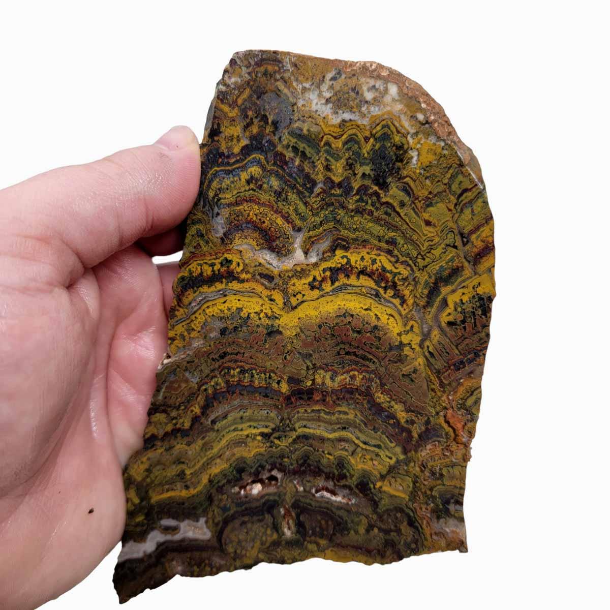Apple Valley Jasper Slab! Fossil Stromatolite Slab! - LapidaryCentral