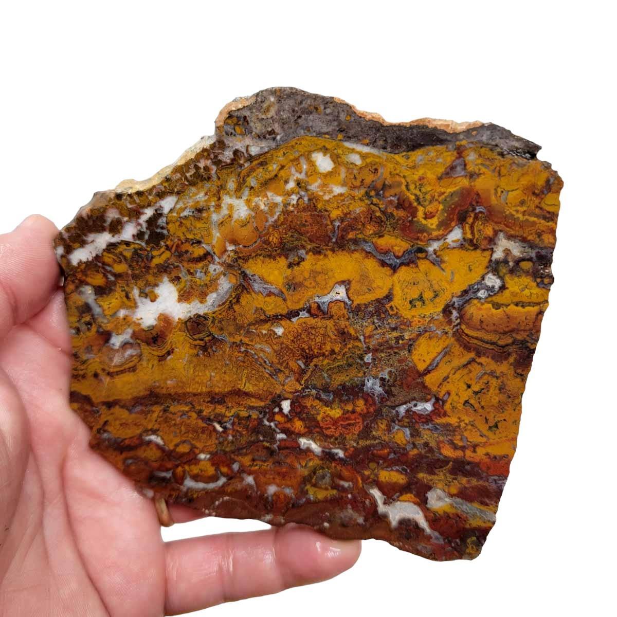Apple Valley Jasper Slab! Fossil Stromatolite Slab! - LapidaryCentral