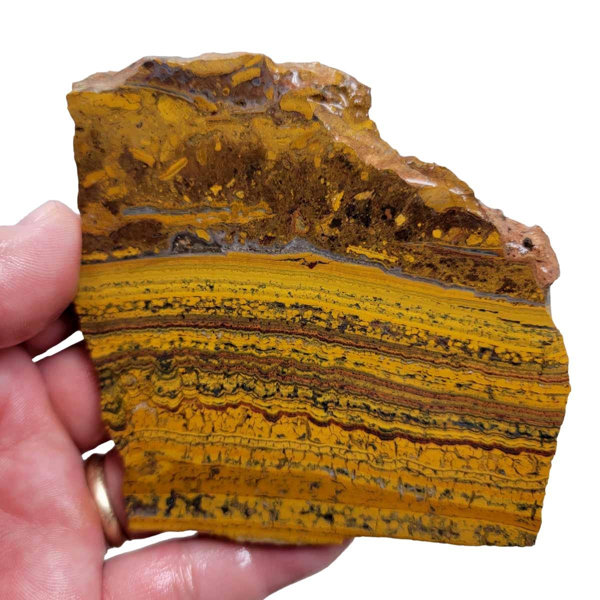 Apple Valley Jasper Slab! Fossil Stromatolite Slab! - LapidaryCentral
