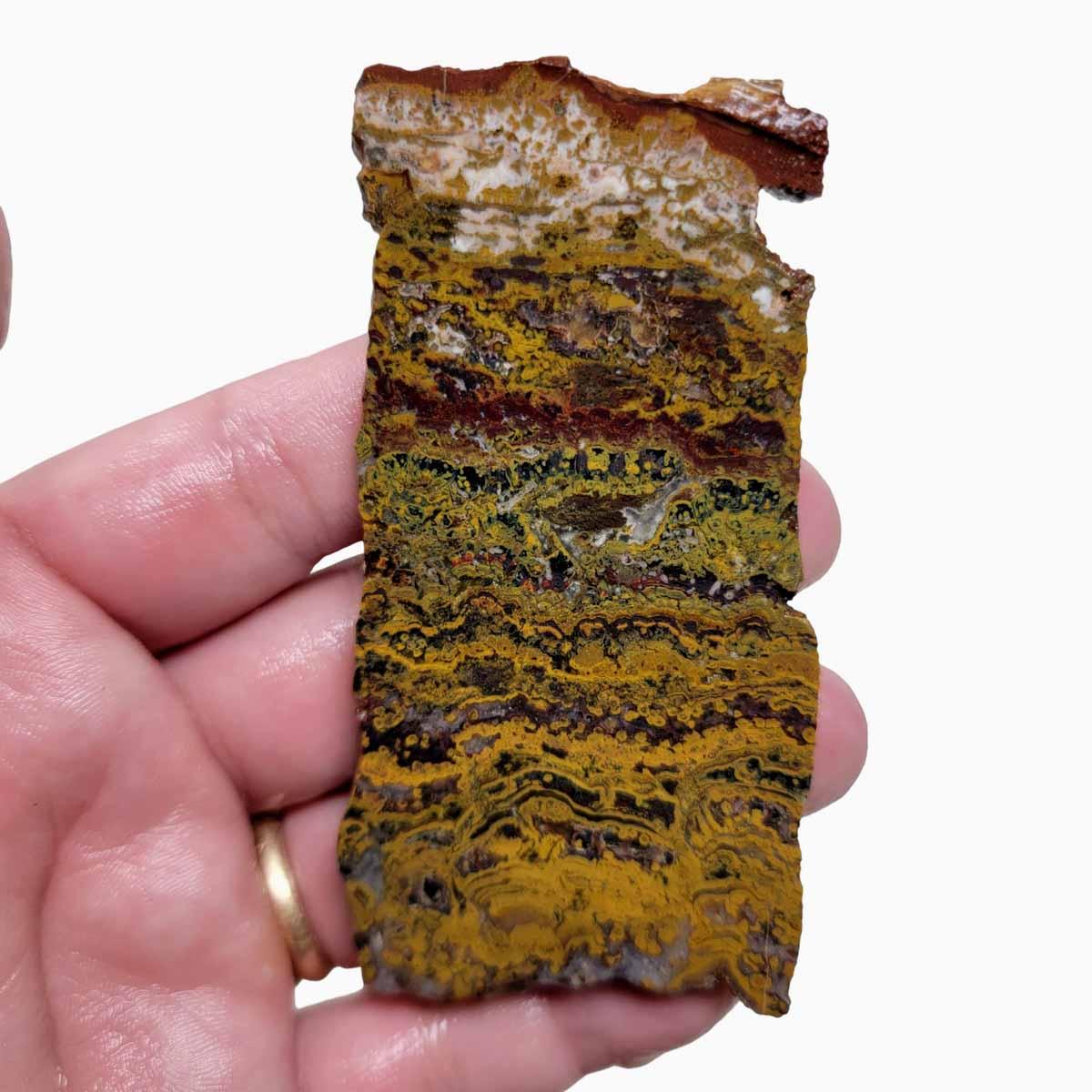 Apple Valley Jasper Slab! Fossil Stromatolite Slab! - LapidaryCentral