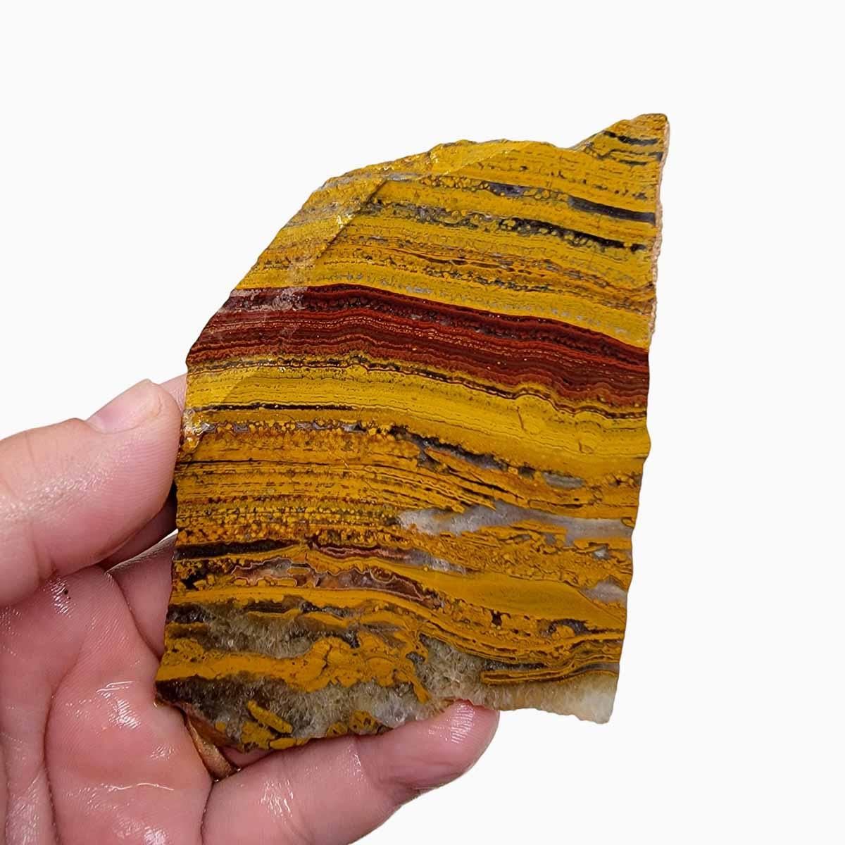 Apple Valley Jasper Slab! Fossil Stromatolite Slab! - Lapidary Central