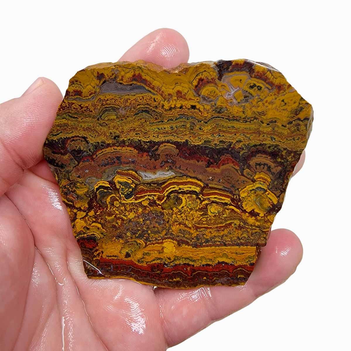 Apple Valley Jasper Slab! Fossil Stromatolite Slab! - Lapidary Central