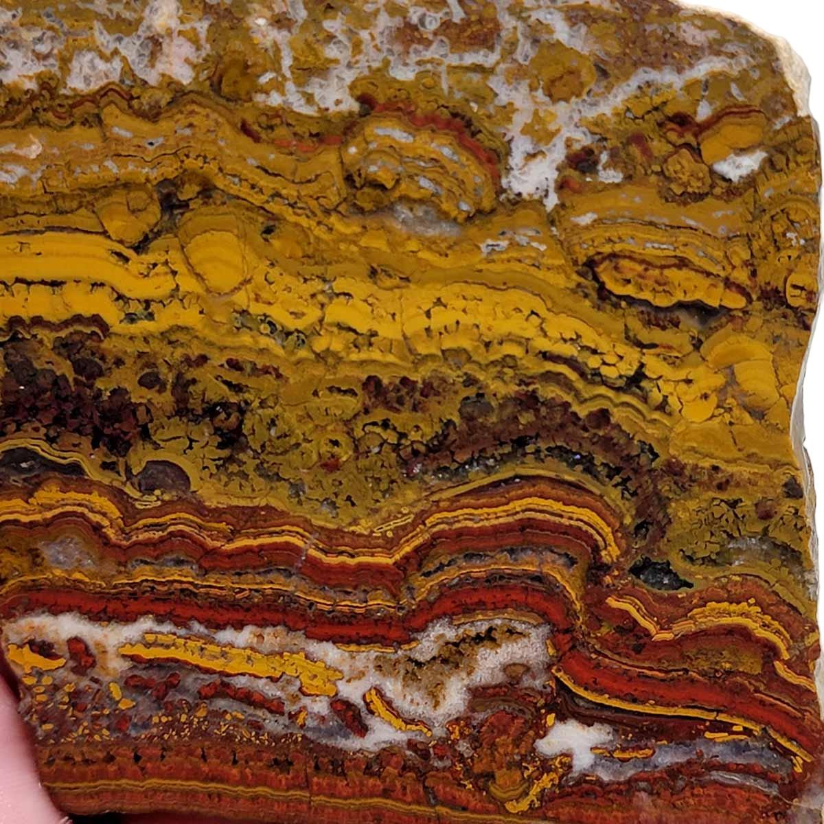 Apple Valley Jasper Slab! Fossil Stromatolite Slab! - Lapidary Central