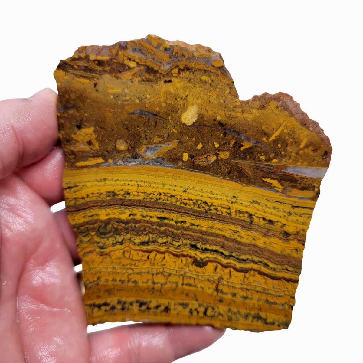 Apple Valley Jasper Slab! Fossil Stromatolite Slab! - LapidaryCentral