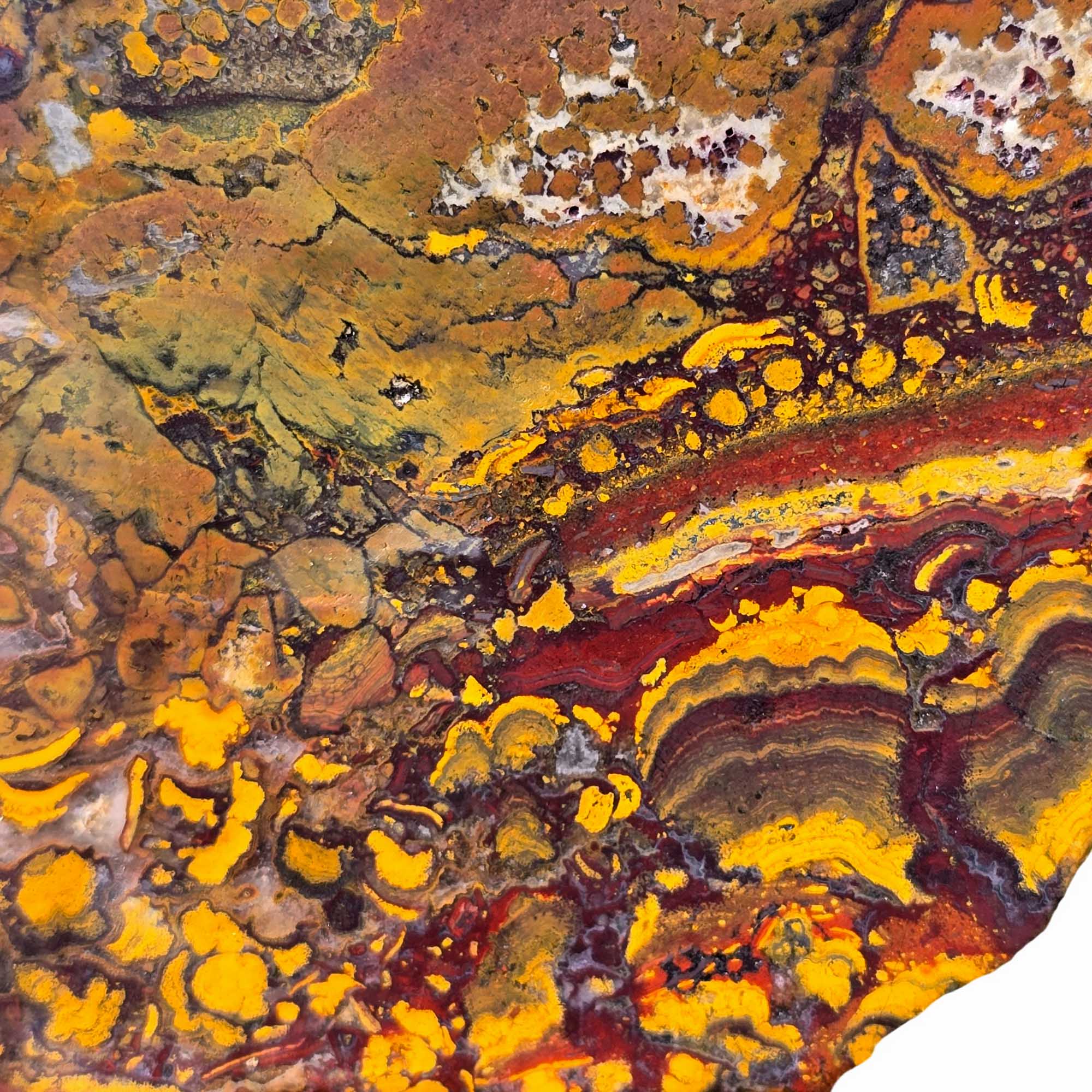 Apple Valley Jasper Slab – Stromatolite Brecciation – Sahara Desert Fossil