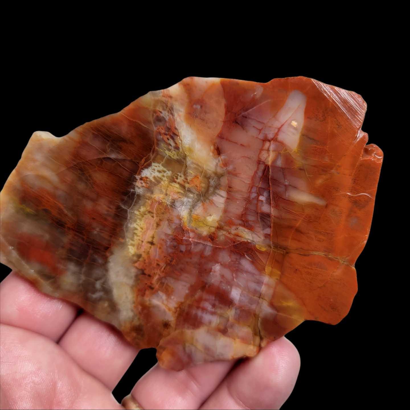 Arizona Rainbow Petrified Wood Slab! Lapidary Stone Slab! - LapidaryCentral