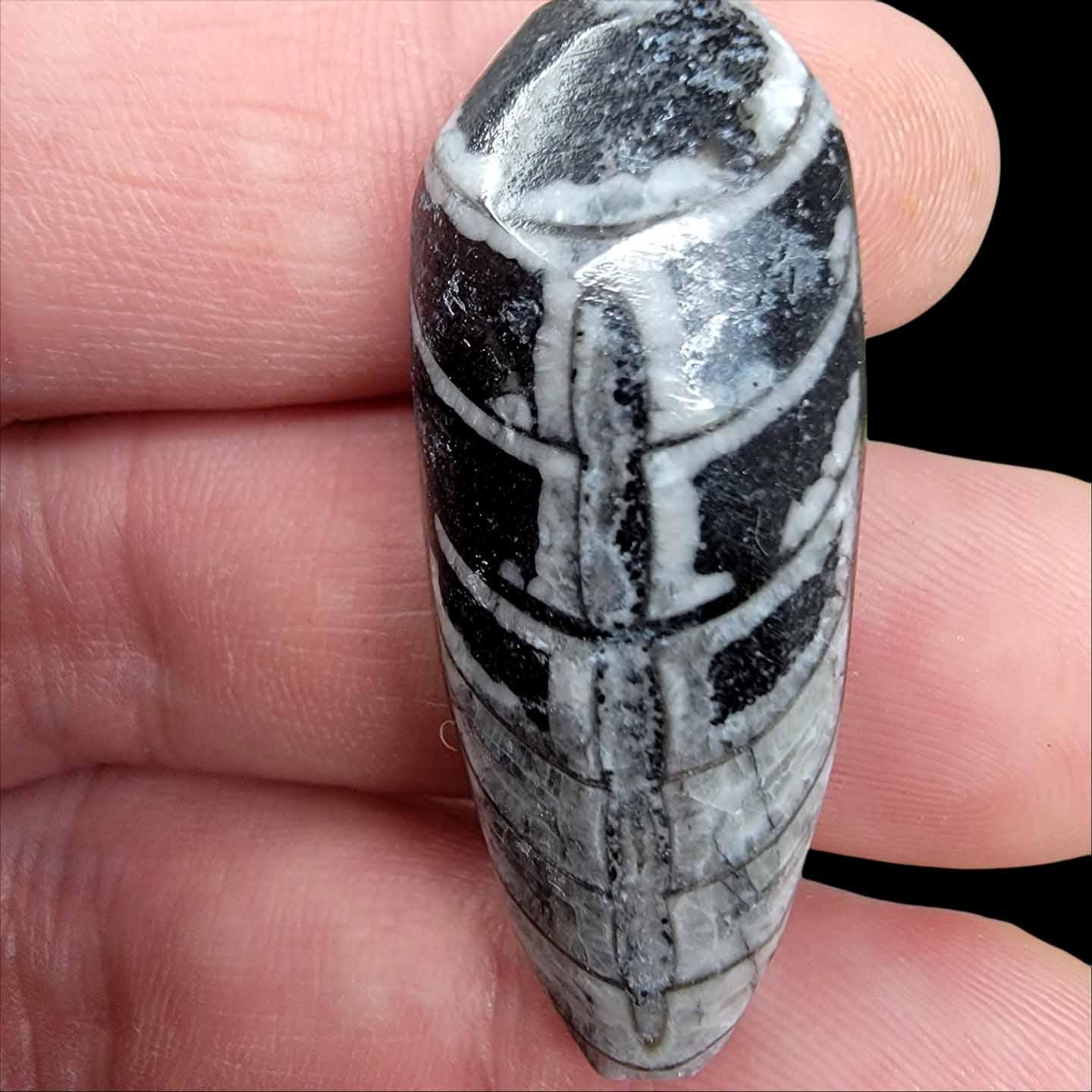 Polished Fossil Orthoceras Cephalopod from Morocco Atlas Mountain Range #Orthoceras-1-Photo#