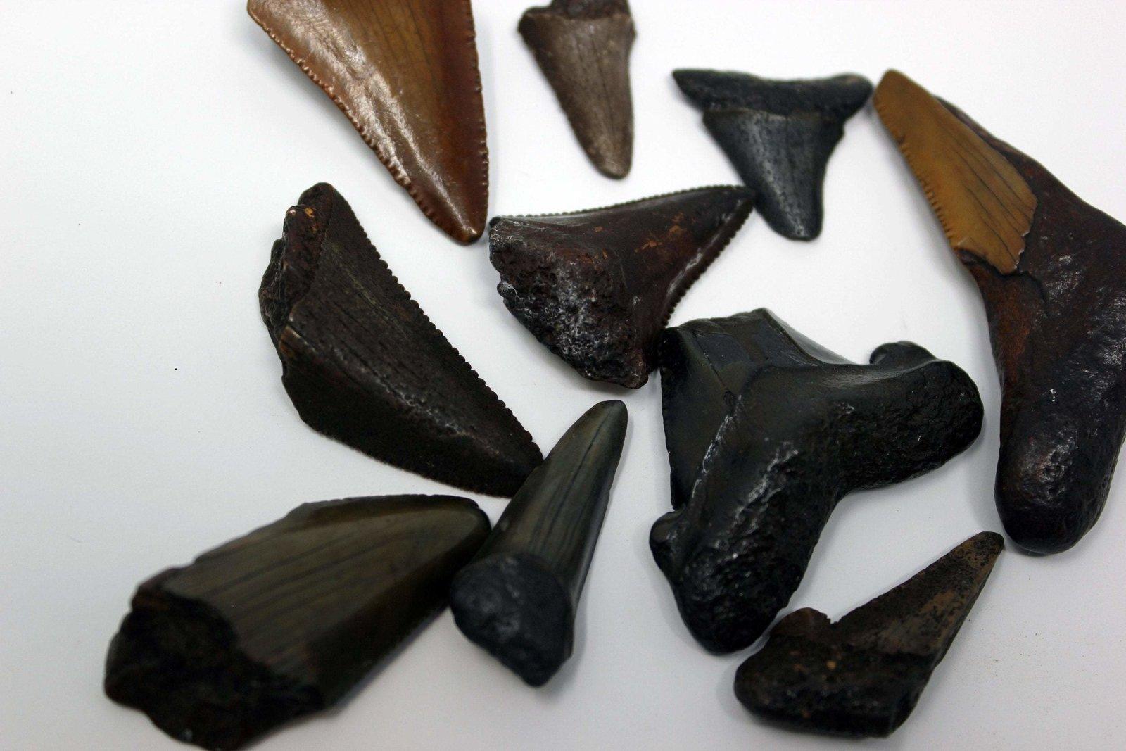 Small Carcharocles Auriculatus Fossil Shark Tooth Eocene Florida #drB=jBjo_N-Photo1