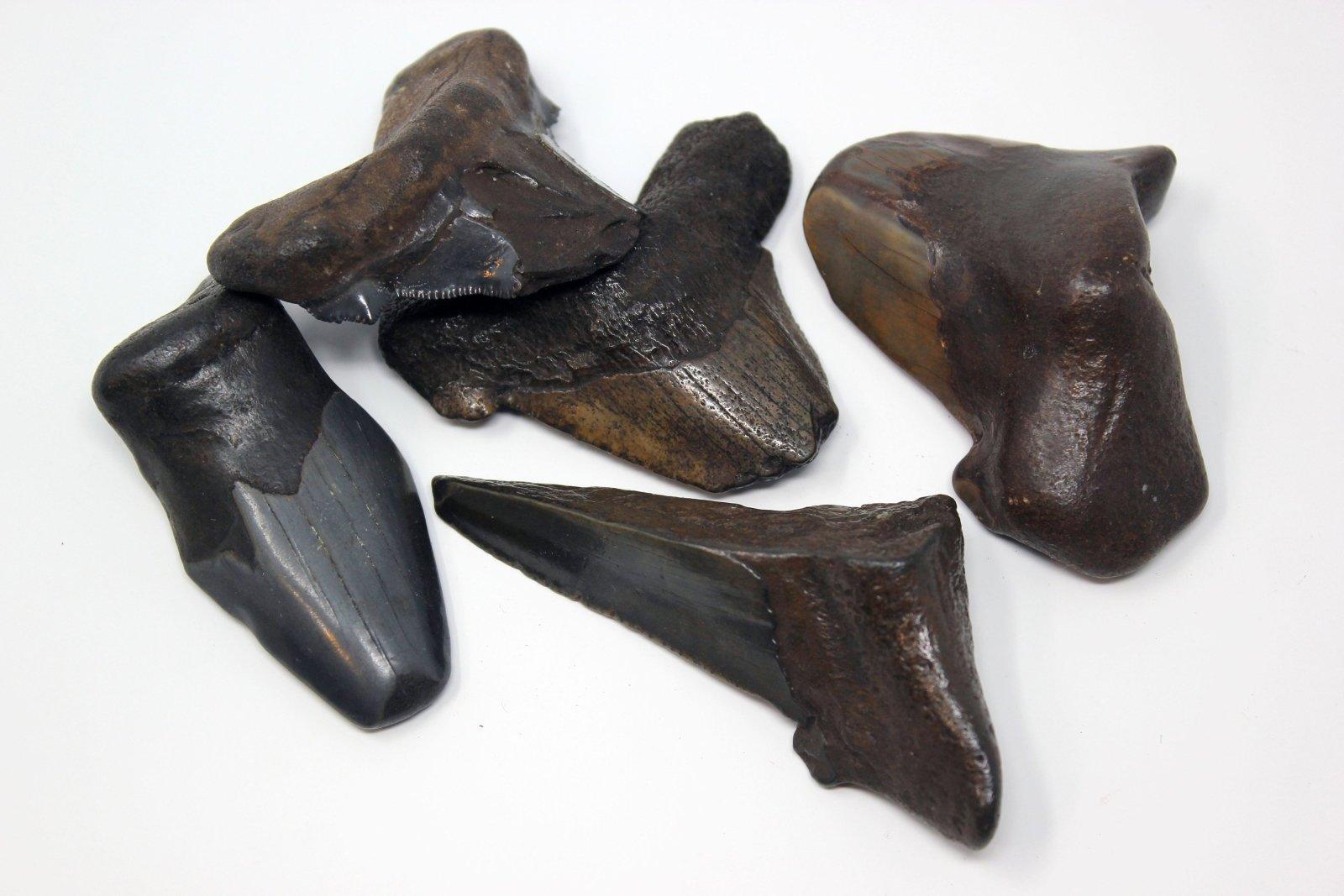 One Large Fat Fossil Carcharocles Auriculatus Shark Tooth! Flordia Fossil! - LapidaryCentral