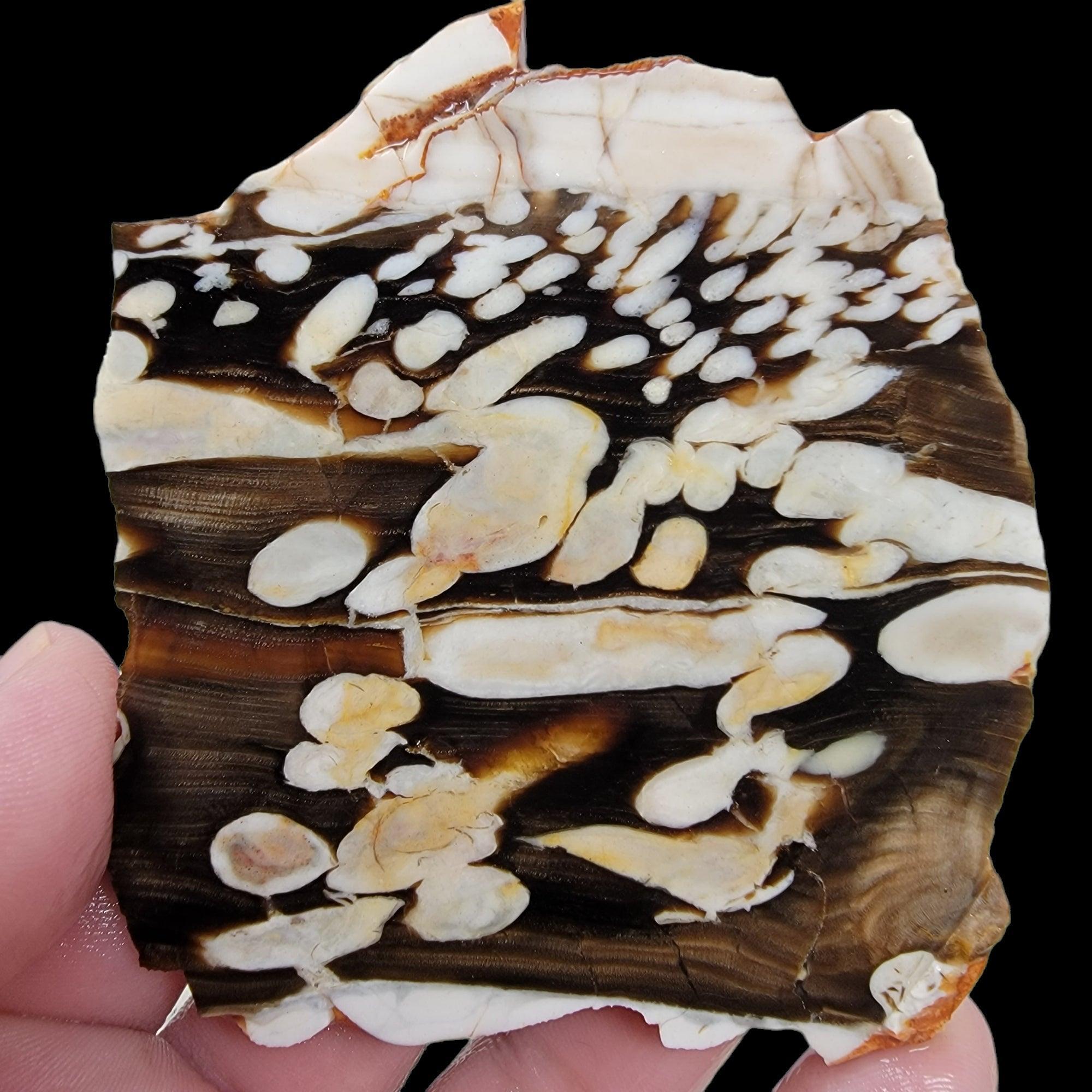 Fossil Peanut Wood Petrified Wood Slab! Lapidary Stone Slab! - LapidaryCentral