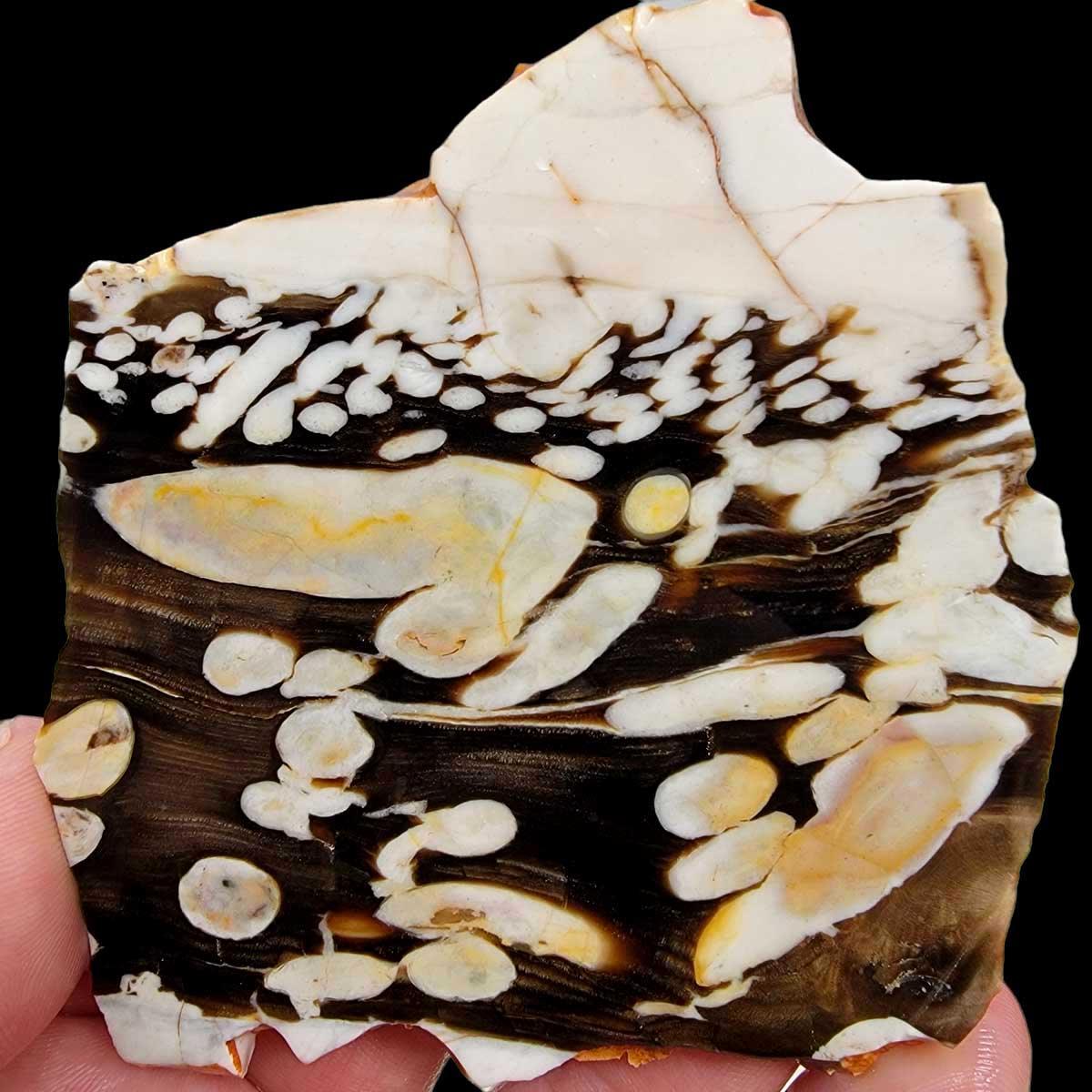 Fossil Peanut Wood Petrified Wood Slab! Lapidary Stone Slab! - LapidaryCentral