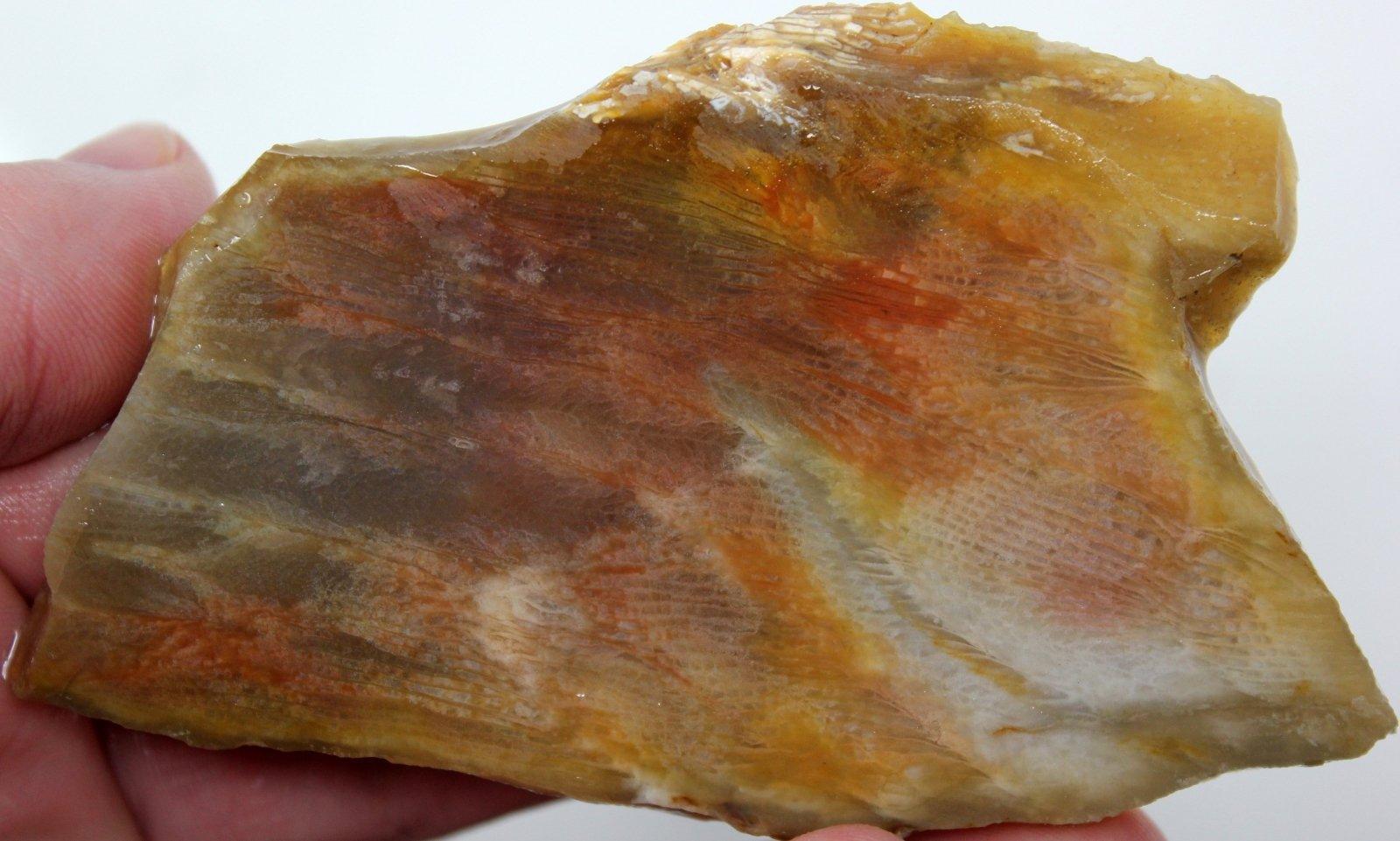 Indonesian Fossil Coral Slab! Fossilized Coral!