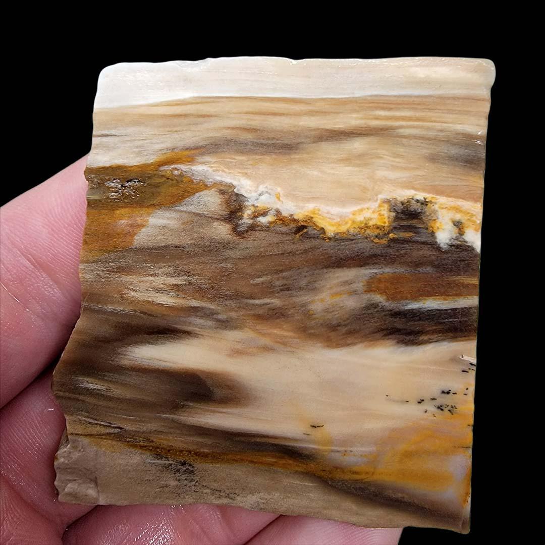 Old Stock Badger Pocket Petrified Wood Slab! Lapidary Stone Slab! - LapidaryCentral