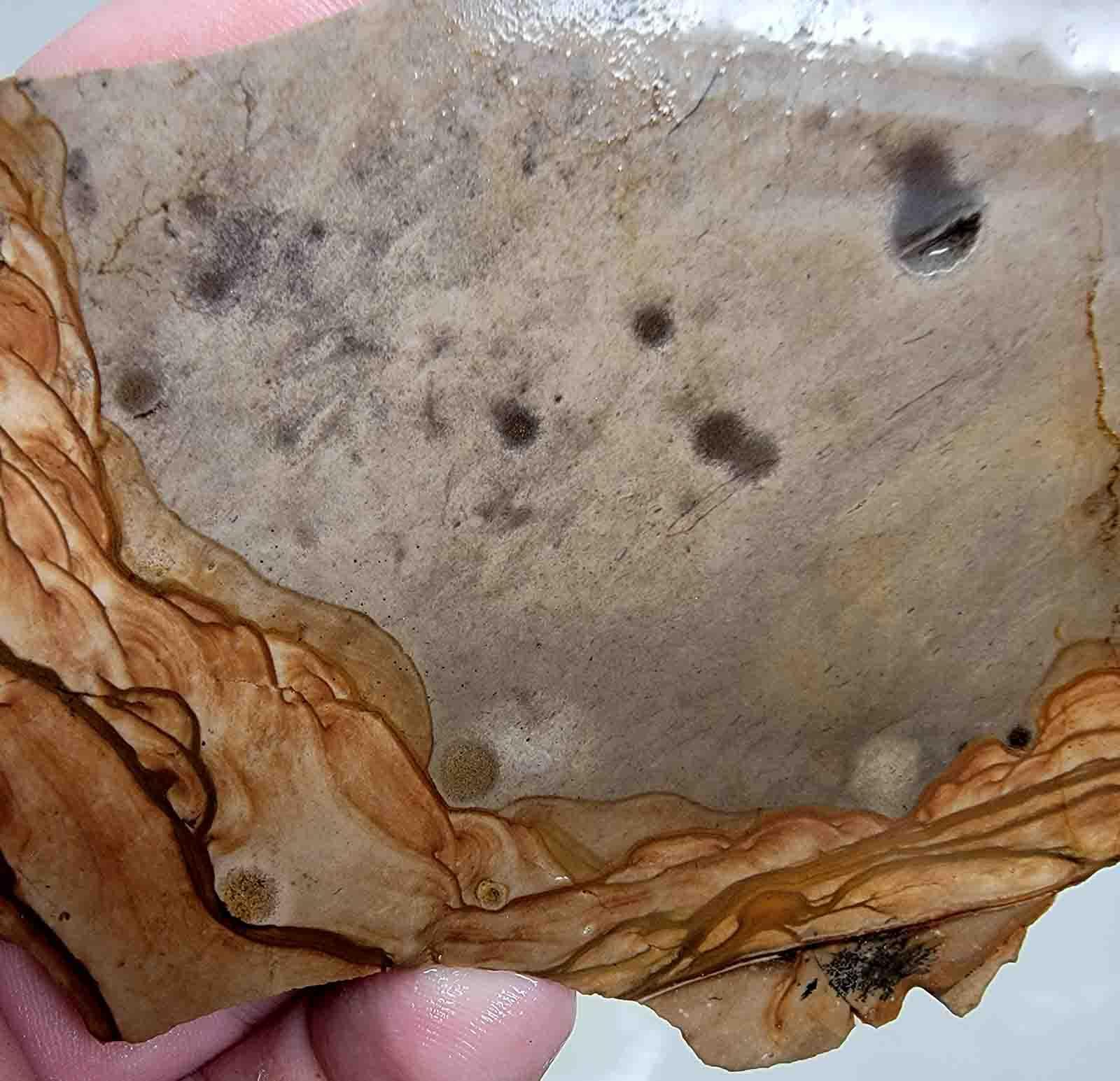 Old Stock Biggs Picture Jasper Slab! Lapidary Stone Slab! - LapidaryCentral