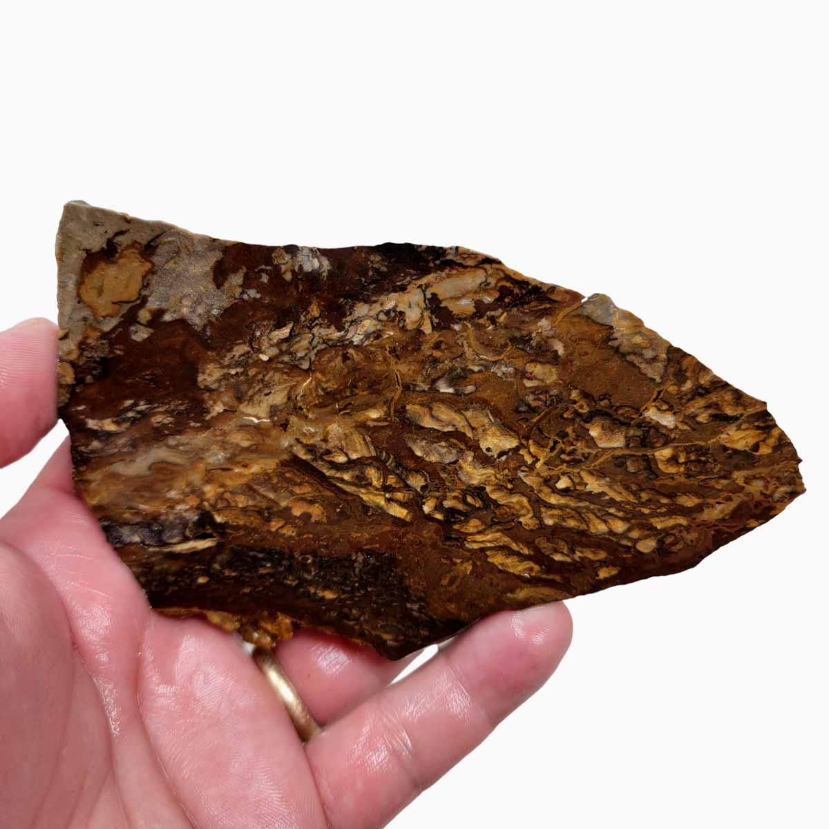 Old Stock Biggs Picture Jasper Slab! Lapidary Stone Slab! - Lapidary Central