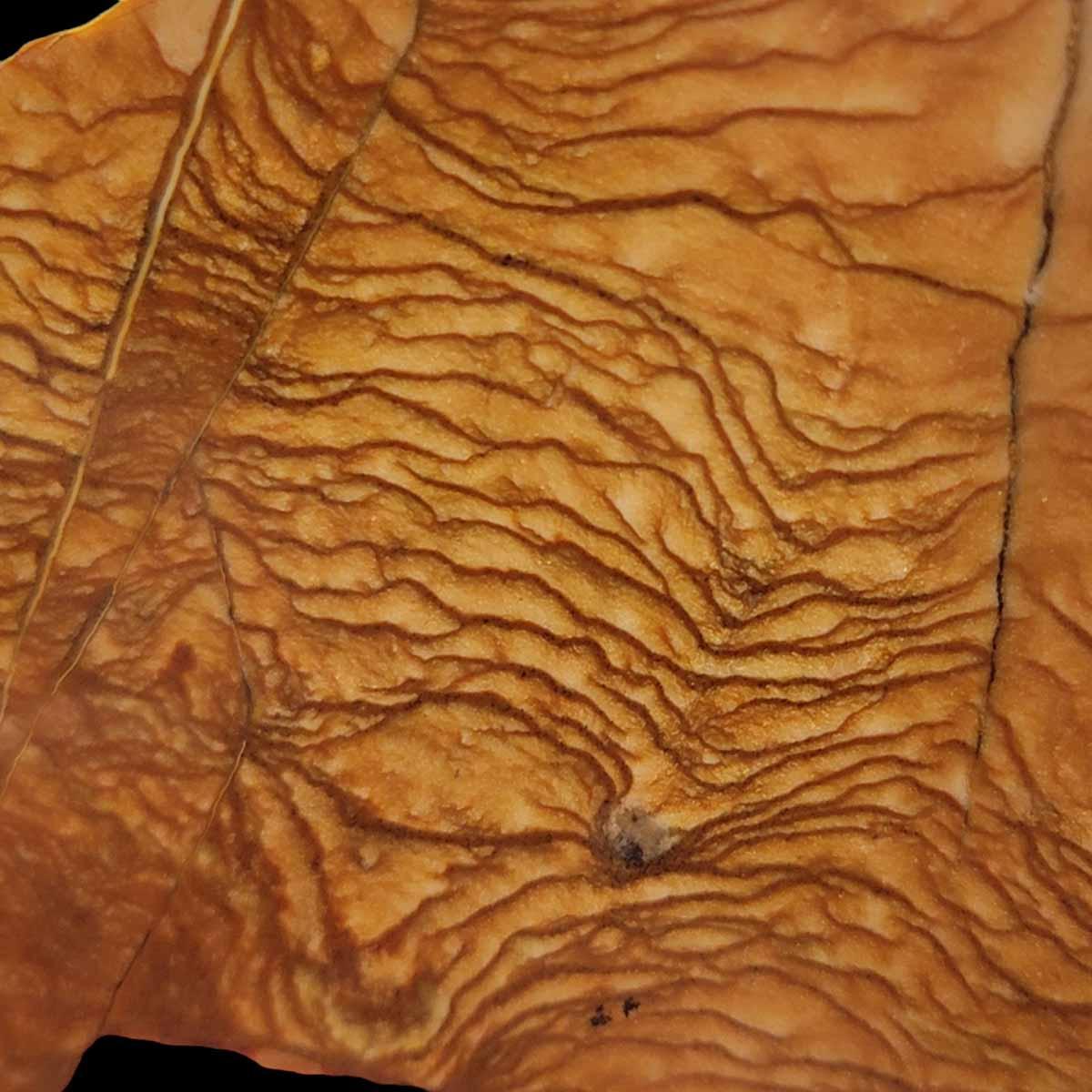 Old Stock Biggs Picture Jasper Slab! Lapidary Stone Slab! - LapidaryCentral