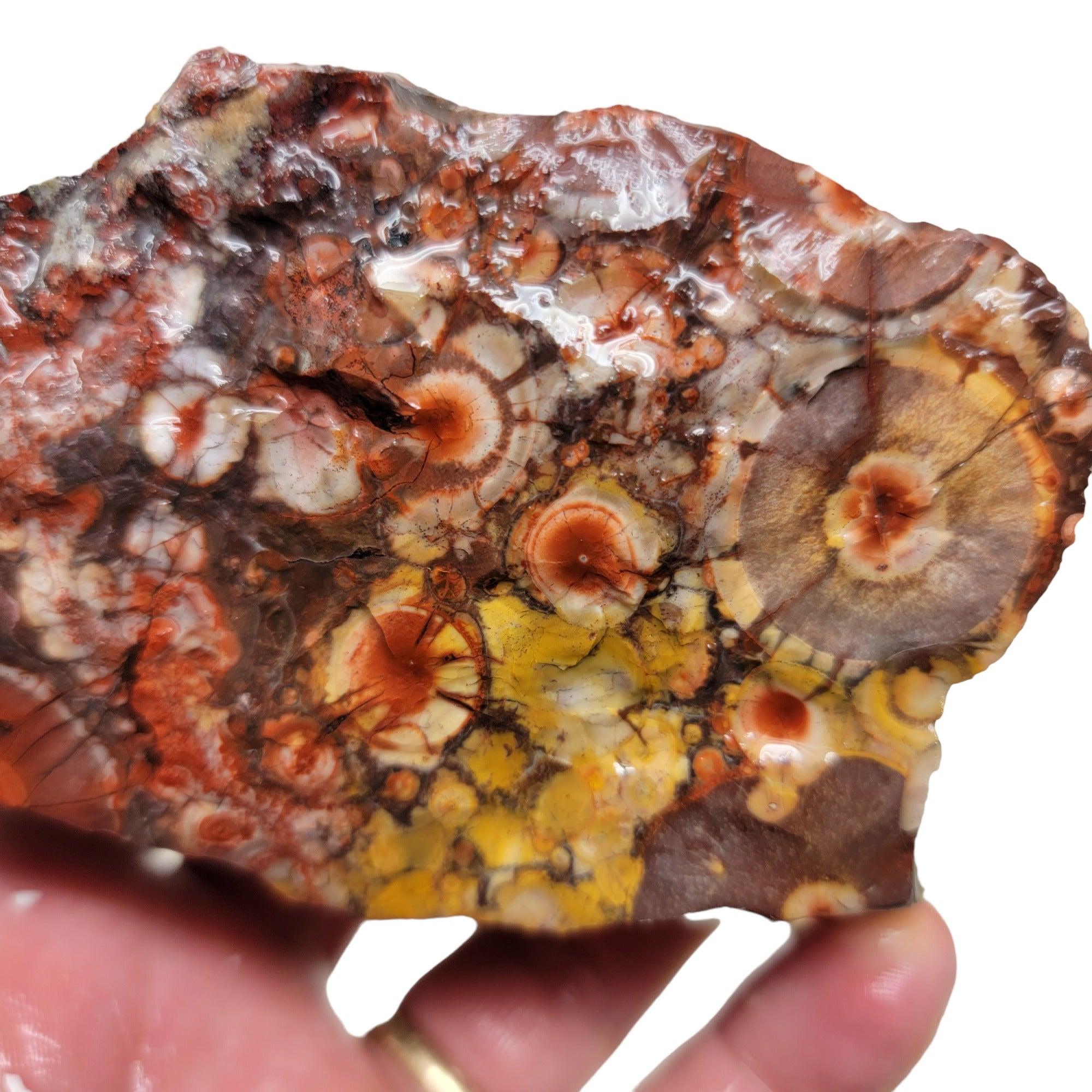 Old Stock Birdseye Rhyolite Rough Chunk! - Lapidary Central