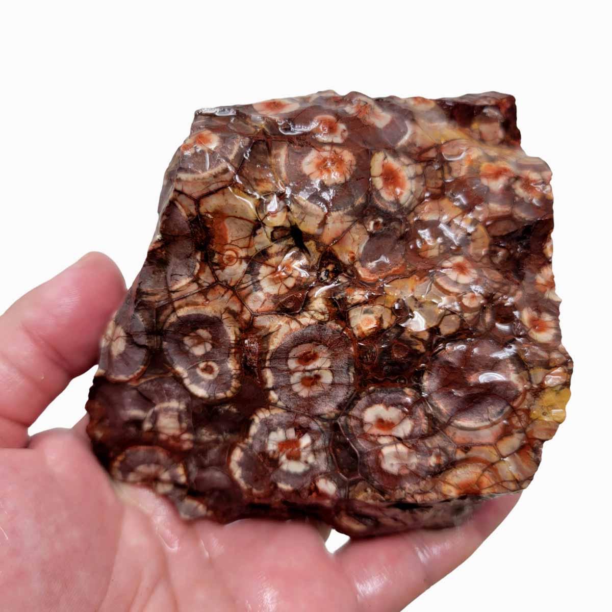 Old Stock Birdseye Rhyolite Rough Chunk! - Lapidary Central