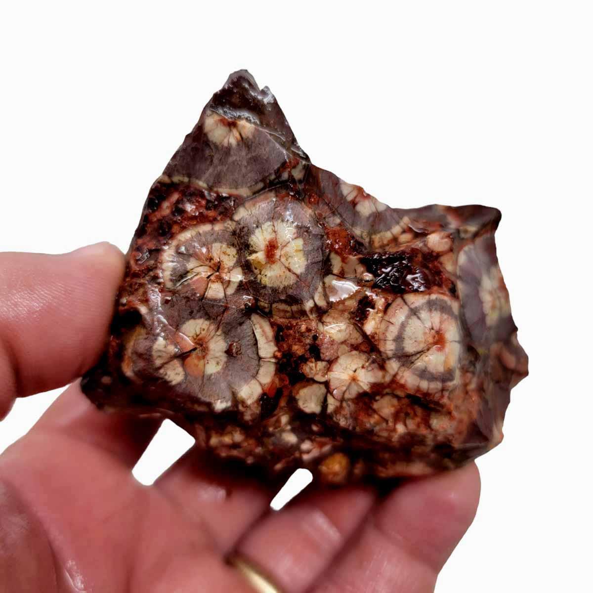 Old Stock Birdseye Rhyolite Rough Chunk! - LapidaryCentral