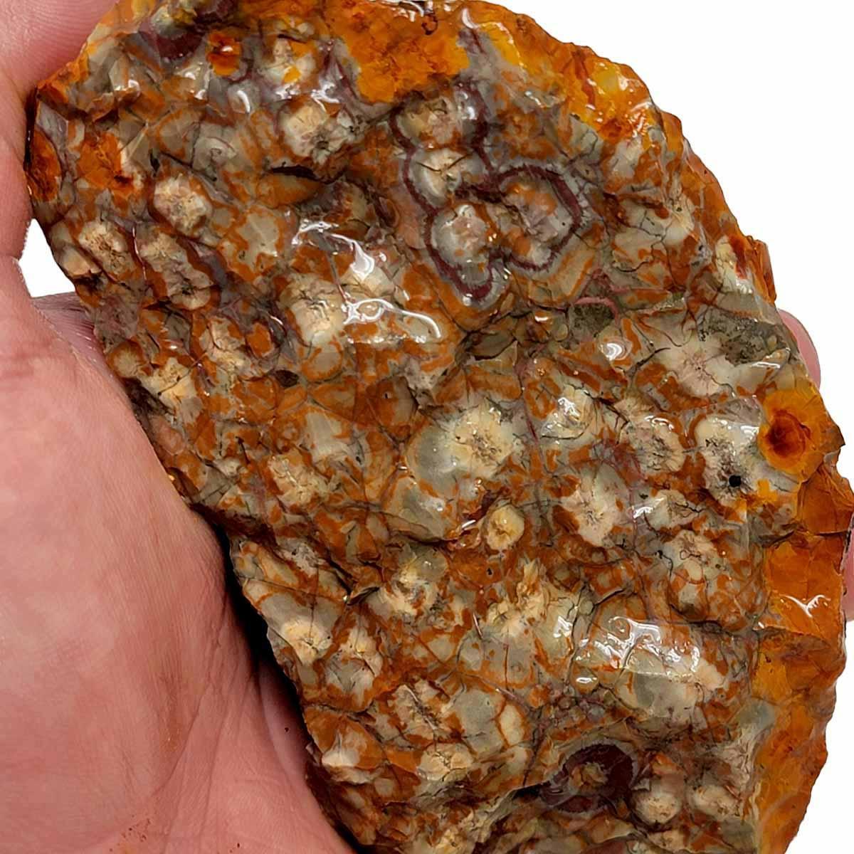 Old Stock Birdseye Rhyolite Rough Chunk! - LapidaryCentral