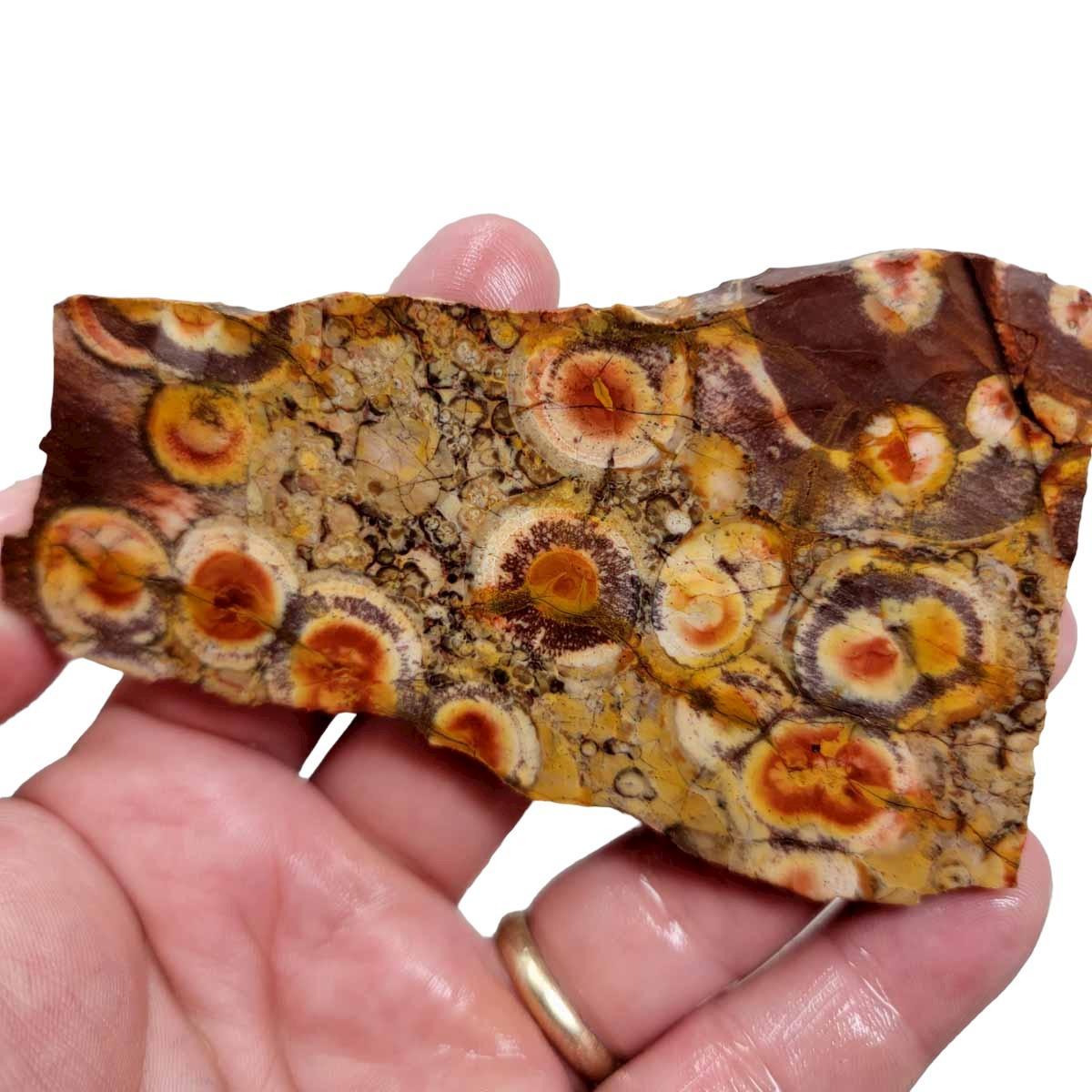 Birdseye Rhyolite Slab! Lapidary Stone Slab! - LapidaryCentral