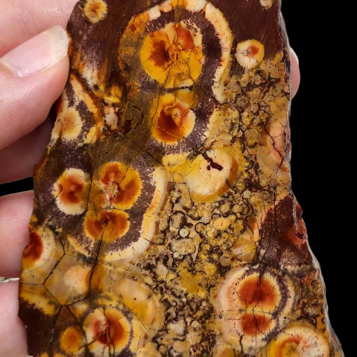 Birdseye Rhyolite Slab! Lapidary Stone Slab! - LapidaryCentral