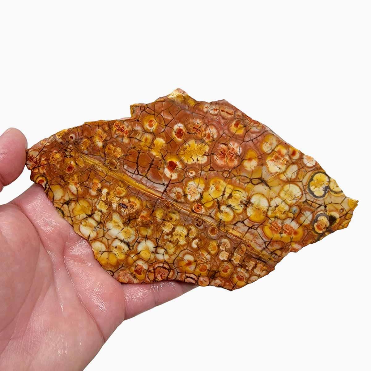 Birdseye Rhyolite Slab! Lapidary Stone Slab! - Lapidary Central