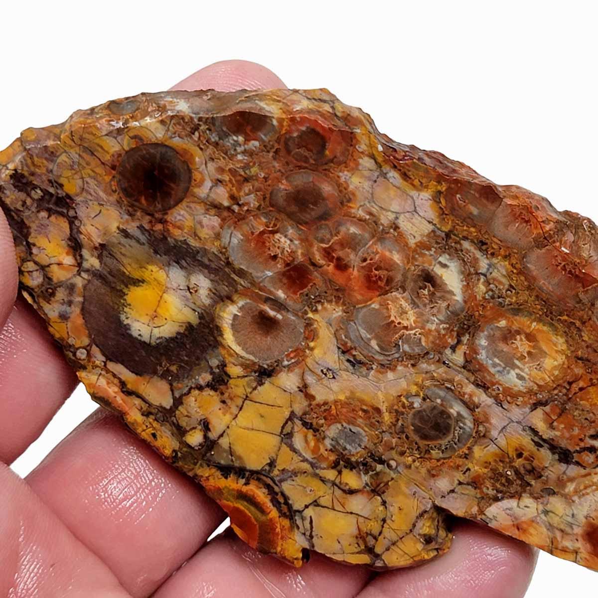 Birdseye Rhyolite Slab! Lapidary Stone Slab! - LapidaryCentral