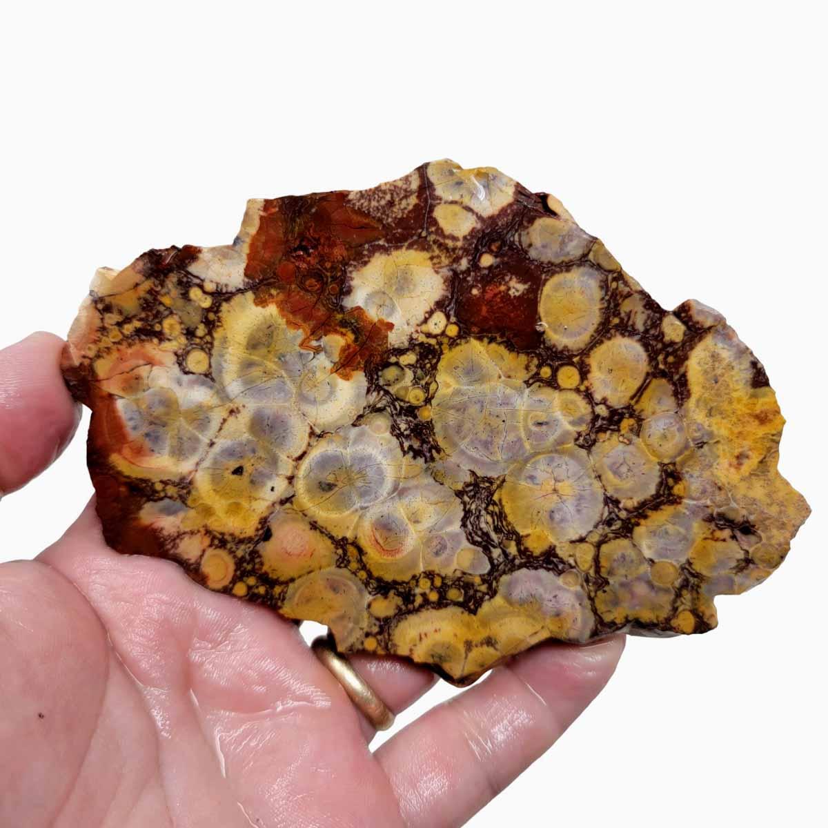 Birdseye Rhyolite Slab! Lapidary Stone Slab! - LapidaryCentral