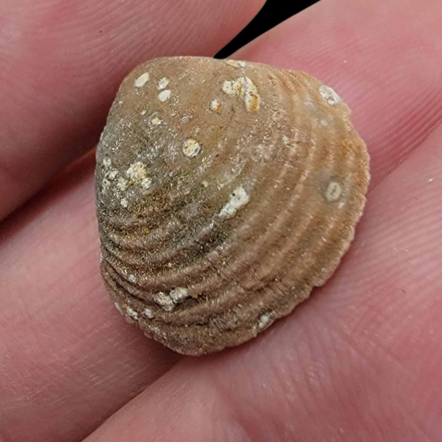 Agate Replaced Fossil Clam Eocene Period Laevastarte Morocco #F-Clam-1-Photo#