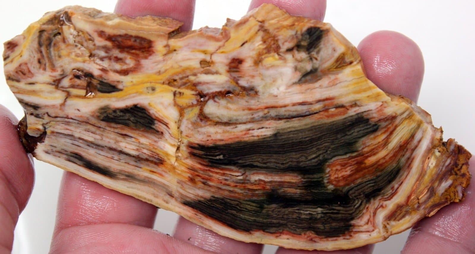 Caldera Jasper Red Gary Green Larsonite Bog Wood Jasper Slab! - LapidaryCentral