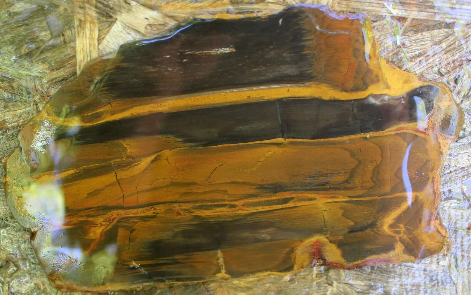 LARGE Mystery Estate Petrified Wood Slab! STUNNING!!!!