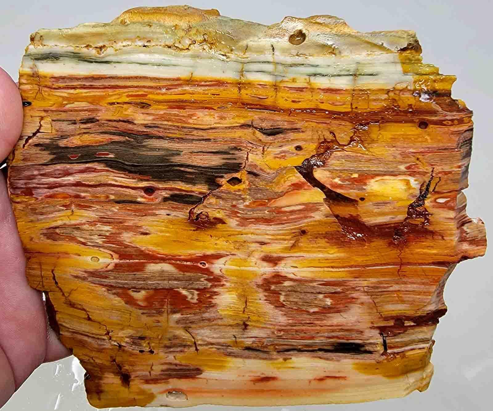 Caldera Paint Jasper Large Lapidary Stone Slab! - LapidaryCentral